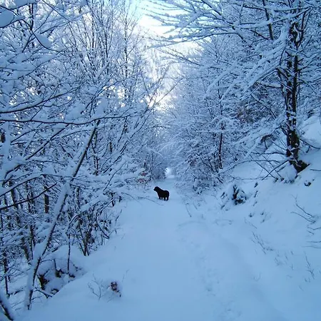 Chez Pierre Lunz am See