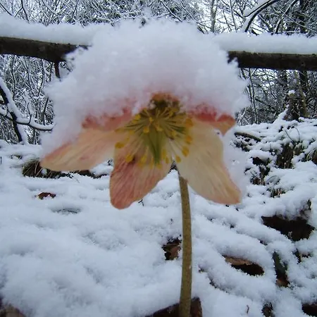 Chez Pierre Lejlighed *