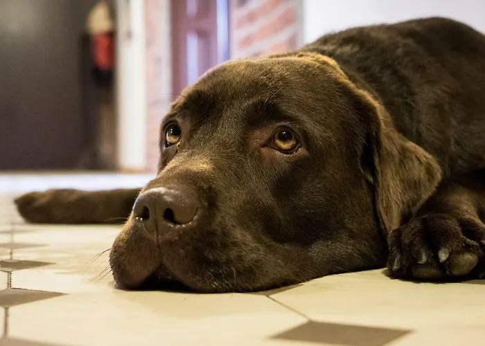 Chez Pierre شقة لونز أم سي